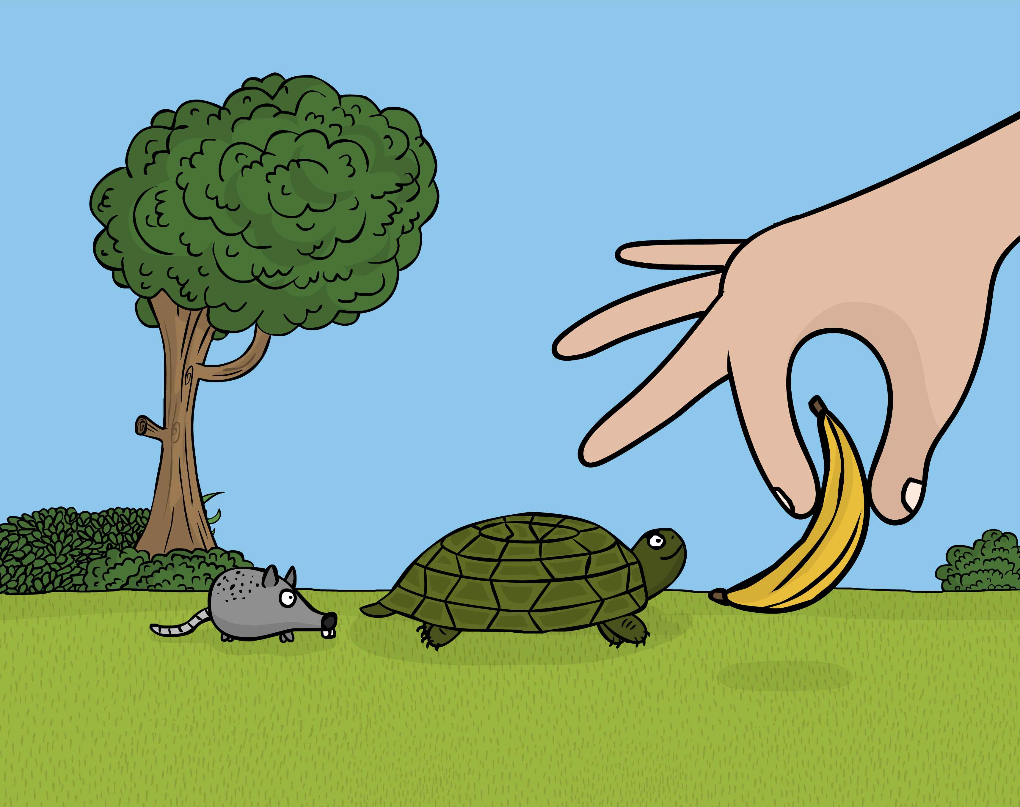 challenge builder hand giving banana to turtle